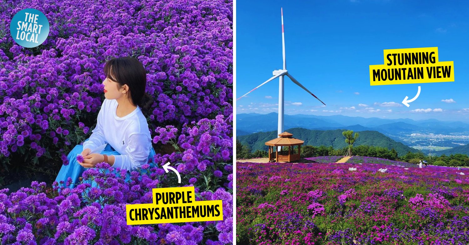 🌸 코잔 라벤더 언덕 구로세 농장 이미지 8